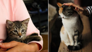 New government proposals could see cat owners fined £500