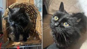 Missing cat reunited with her family nine years after going missing in Trafford