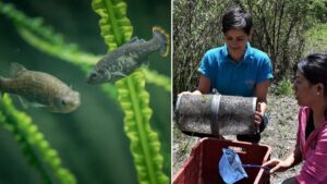 Chester Zoo help bring rare ‘tequila fish’ back from extinction and reintroduce it into the wild
