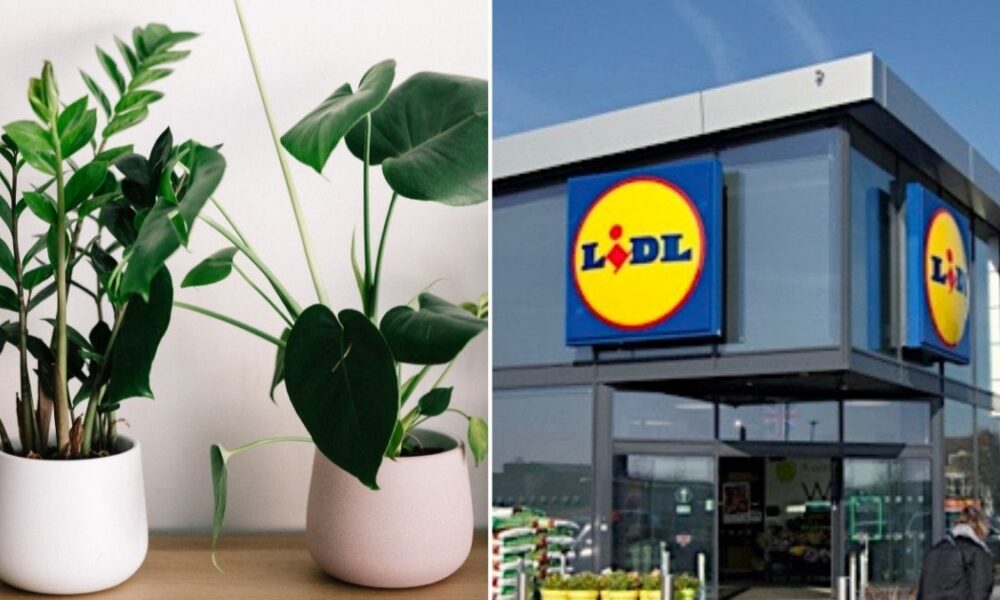 Lidl and B&Q have been accidentally selling plants worth £4k for £10