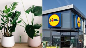 Lidl and B&Q have been accidentally selling rare plants worth £4k for just £10