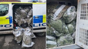 GMP confiscates and burns 173kg of cannabis following raid on weed farm
