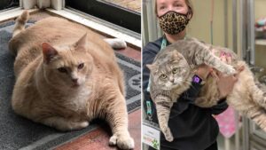 Nearly half of Britain’s cats are obese and need to go on a diet, vets warn