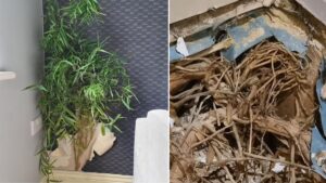 People urged to ‘think twice’ before buying plant after it caused £100k of damage to home