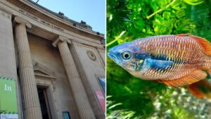 The unique underwater attraction hidden beneath a museum in Greater Manchester
