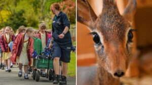 School children can now visit Chester Zoo for free with 30,000 tickets up for grabs