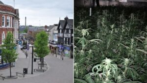 Northern town has so many cannabis farms residents are suffering daily power cuts