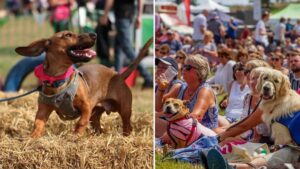 A huge festival for dogs is coming to the North West this summer￼