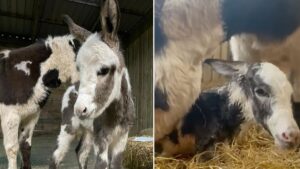 Greater Manchester farm angers parents with ‘terrible’ name for baby donkey