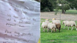 Farmer’s heartbreaking note to dog walkers after pregnant sheep had to be put down