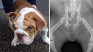 Man banned from owning pets for 5 years after horrific abuse of his puppy