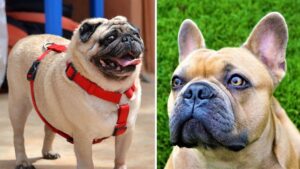 French Bulldogs and Pugs could be banned over health concerns