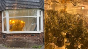 Man arrested after police spot his large cannabis farm through living room window