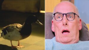 Gogglebox hit with more than 140 Ofcom complaints over ‘disturbing’ duck scene