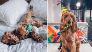 A pooch party with ‘pawsecco’ and bottomless treats is coming to Manchester