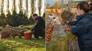 Chester Zoo is hiring paid apprentices and they don’t need any qualifications