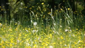 Hay fever and asthma sufferers warned to ‘take precautions’ this weekend