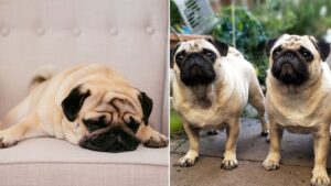 Pugs can’t be considered ‘typical dogs’ and people shouldn’t buy them, expert says