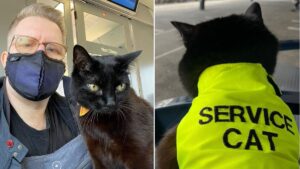 Man sues Sainsbury’s for banning his assistance cat Chloe from supermarket
