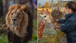 Chester Zoo officially crowned best large visitor attraction in the country
