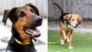 The adorable dogs from Manchester Dogs Trust that are still looking for forever homes