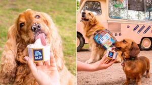 Aldi launches dog ice cream with vanilla and apple flavours in time for summer