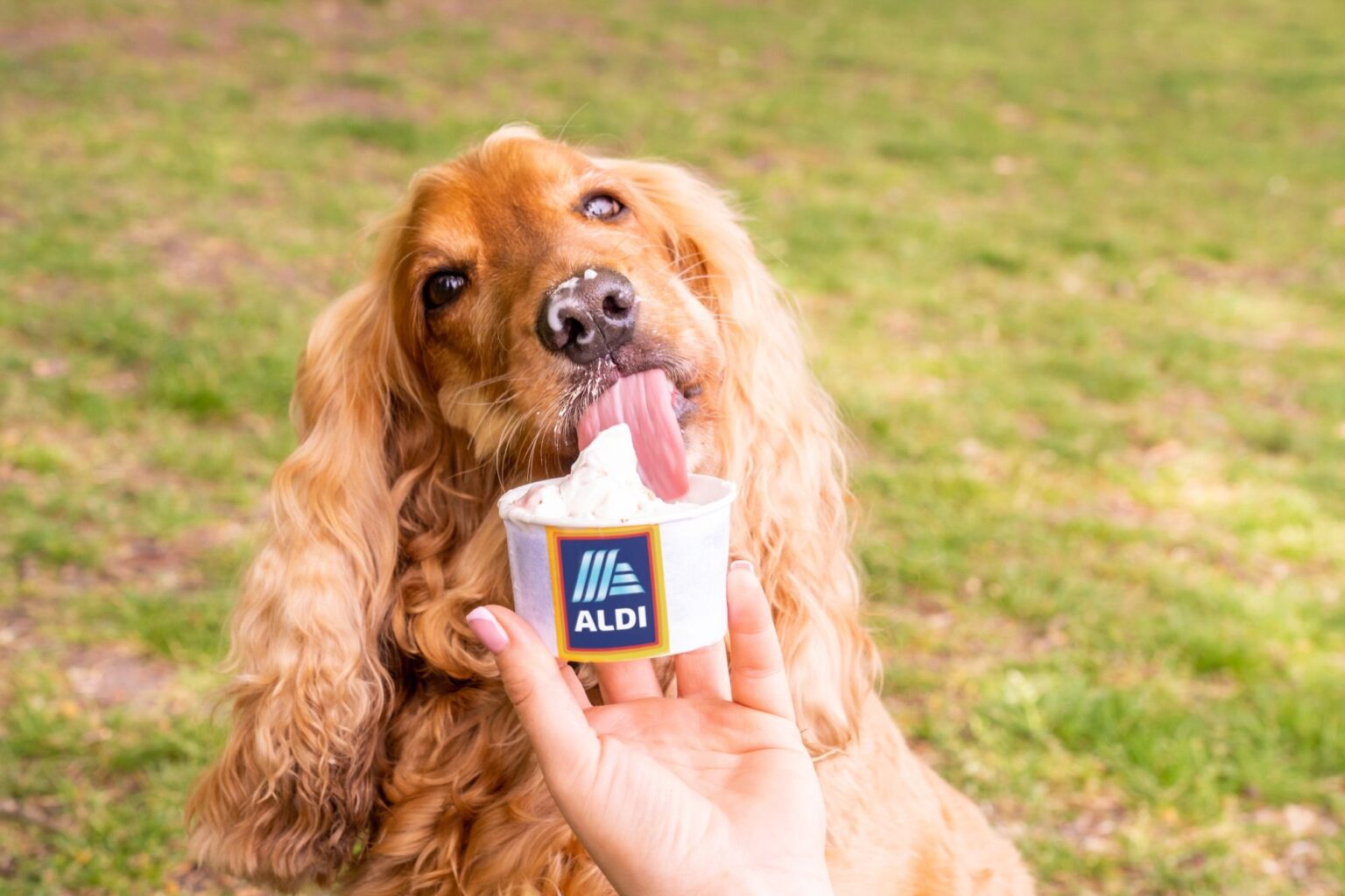 Aldi launches dog ice cream just in time for summer