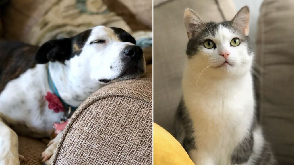 Landlords will be forced to allow tenants to keep pets under law change