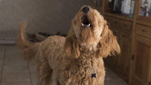 Brits could be fined up to £1,000 if their dogs won’t stop barking
