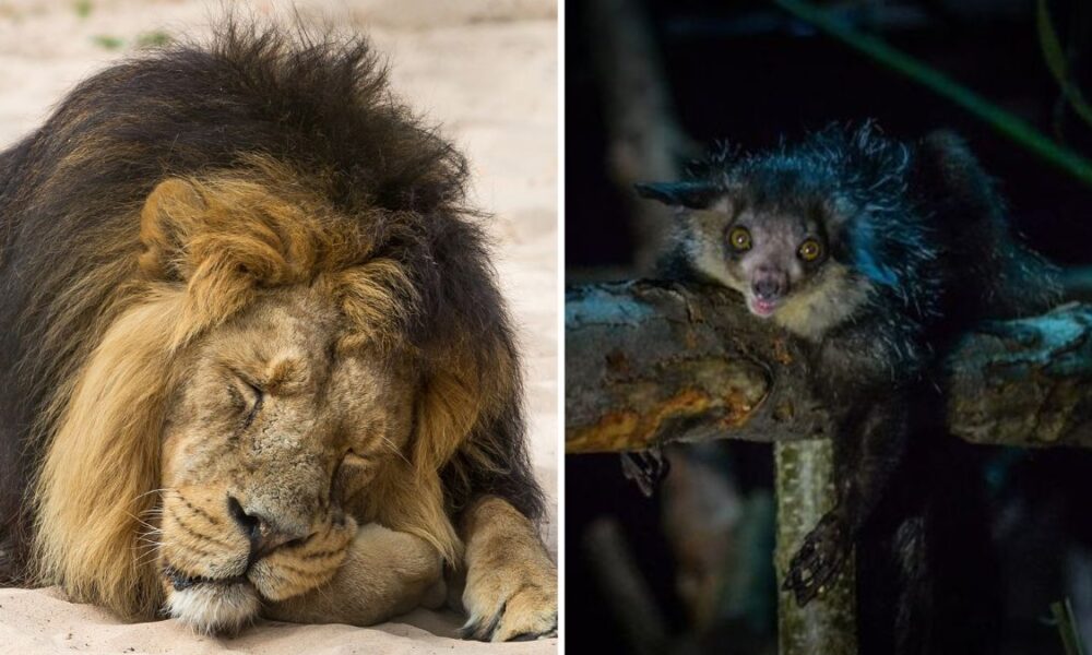 Chester Zoo to stay open after hours for first time