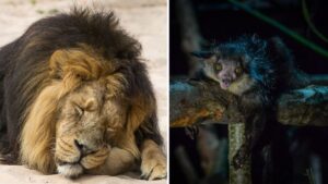Chester Zoo to stay open after hours for first time so you can visit nocturnal animals