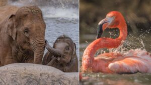 Chester Zoo closes for two days due to ‘extreme heat’