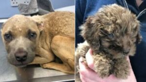 ‘Significant’ increase in dog cruelty since start of pandemic, RSPCA figures show