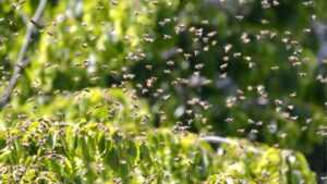 UK to be hit by ‘worst’ wasp invasion in years after scorching heatwaves