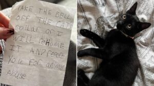 Cat owner receives threatening letter from neighbour over ‘abusive’ collar