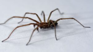 Thousands of spiders set to invade Greater Manchester homes as mating season begins