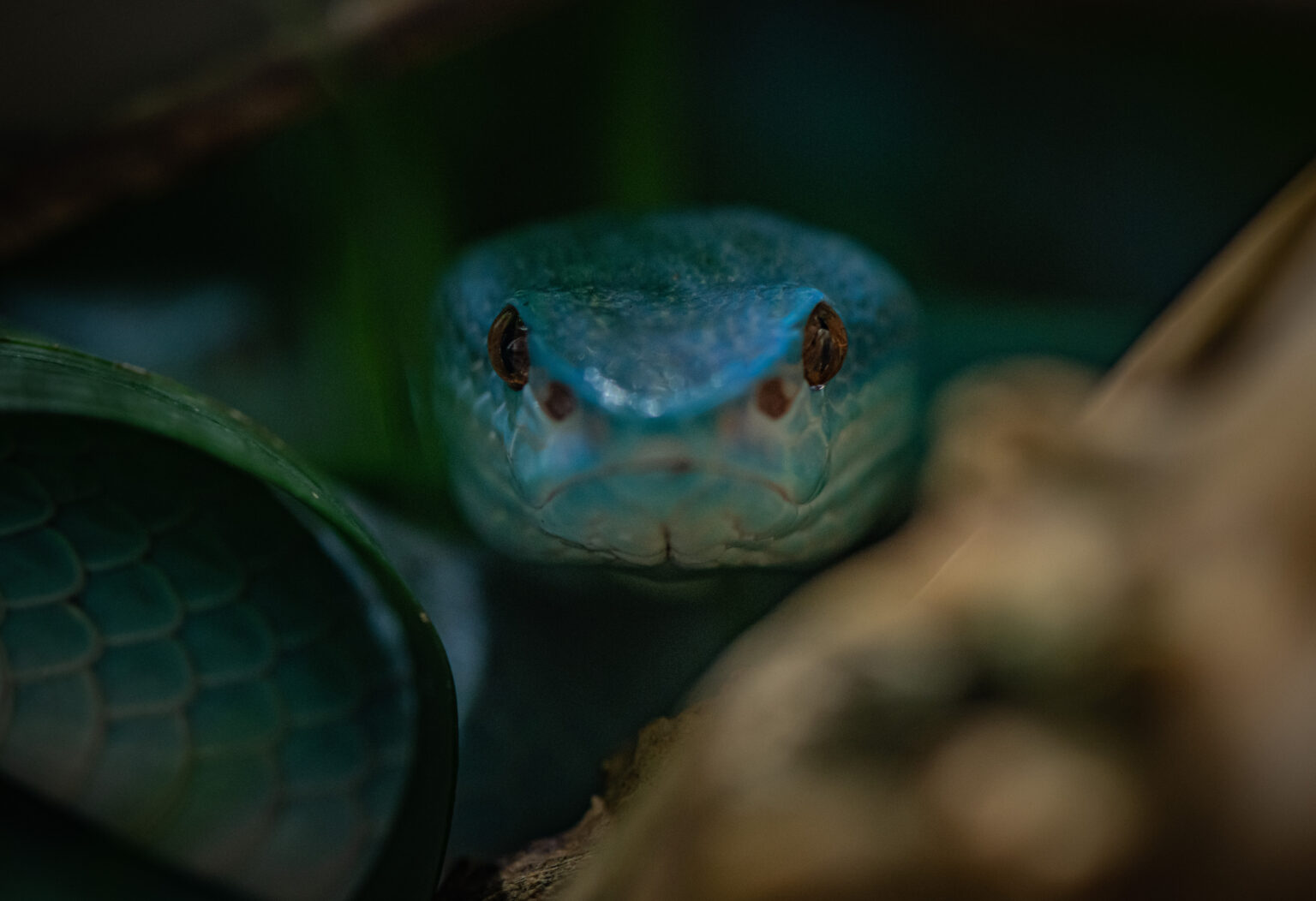 Chester Zoo launches Halloween trail with spiders and snakes
