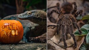 Chester Zoo launches spooky Halloween trail with dragons, spiders and snakes