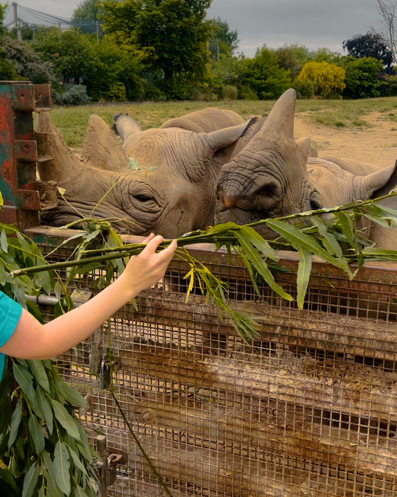 What it's really like to be a rhino keeper at Chester Zoo