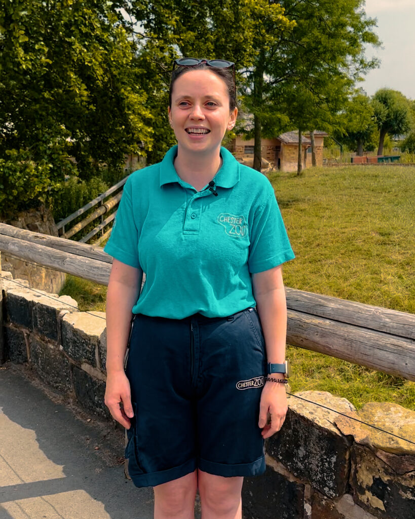 What it's really like to be a rhino keeper at Chester Zoo