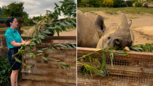 Chester Zoo has a paid apprenticeship scheme that doesn’t require qualifications