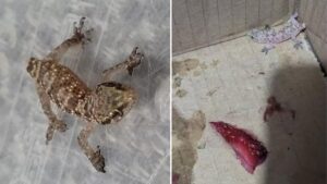 Stowaway Egyptian gecko found in Lidl punnet of strawberries in Manchester