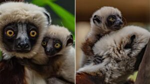 Europe’s first ever ‘dancing lemur’ baby born at Chester Zoo