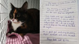 Abandoned cat found with ‘heartbreaking’ note from owner saying they’re ‘sorry’