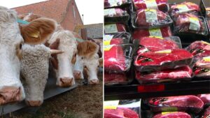 Fake British beef found on UK supermarket’s shelves as investigation underway