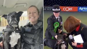 Stella the retired police dog wins Hero Dog Award at Crufts