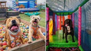 Doggy soft play with bouncy castle and ball pools is reopening ‘bigger and better’