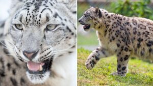 ‘State-of-the-art’ snow leopard habitat at Chester Zoo given go-ahead