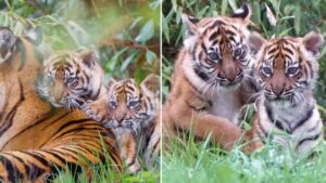 Sumatran tiger cub twins thriving in first public appearance at Chester Zoo