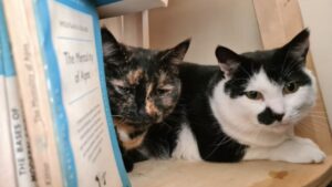 Two cats found ‘living under floorboards’ after owner died looking for forever home